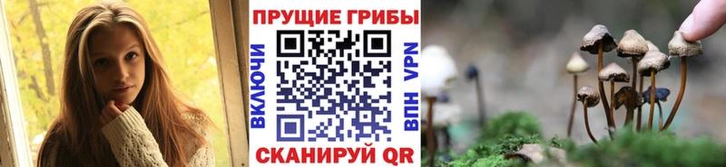 наркотики  Западная Двина  Галлюциногенные грибы Psilocybine cubensis 